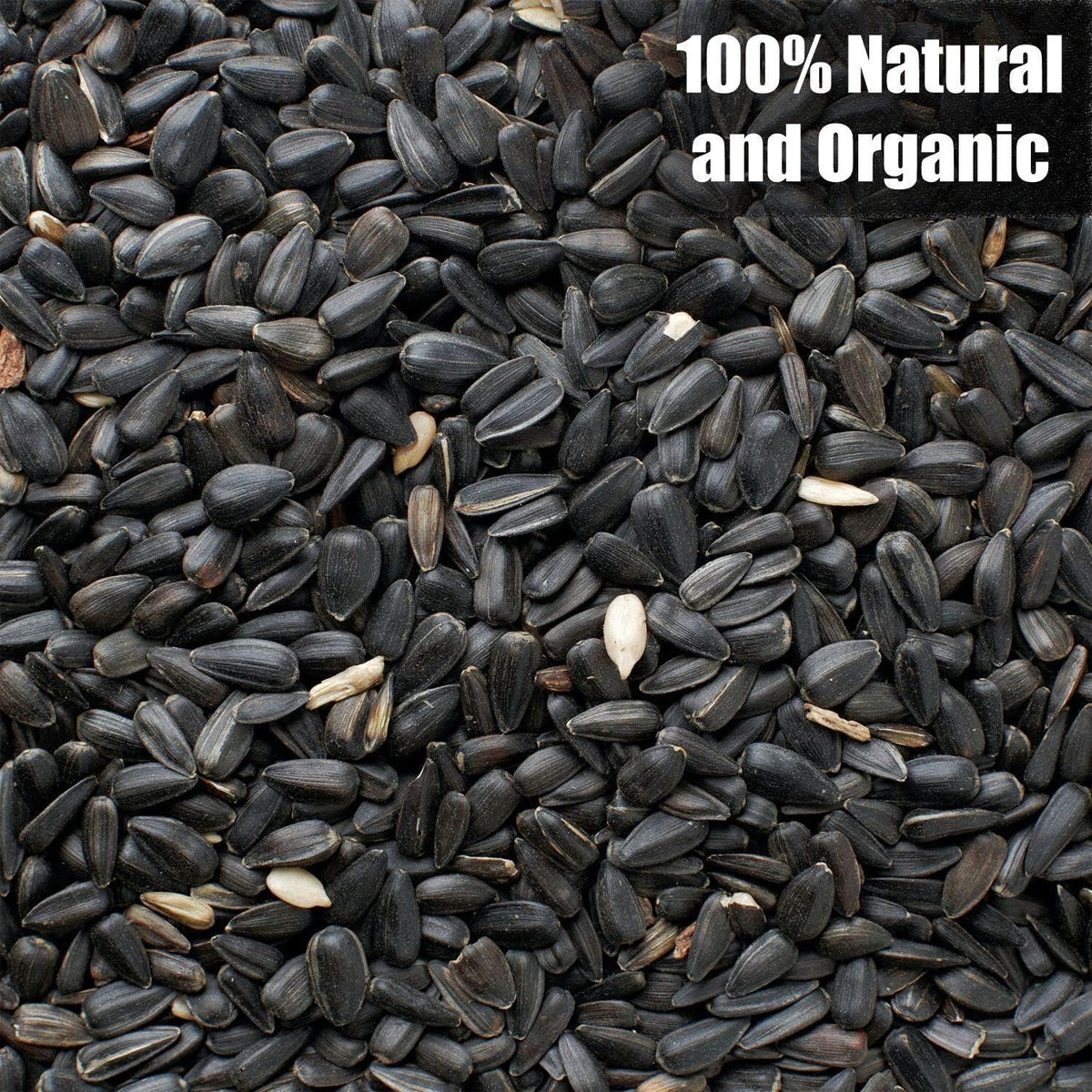 Close up of high-energy black oil sunflower seeds for birds