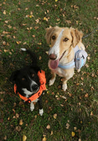 Lynxcore dog hiking gear vest with reinforced handle and leash attachment point