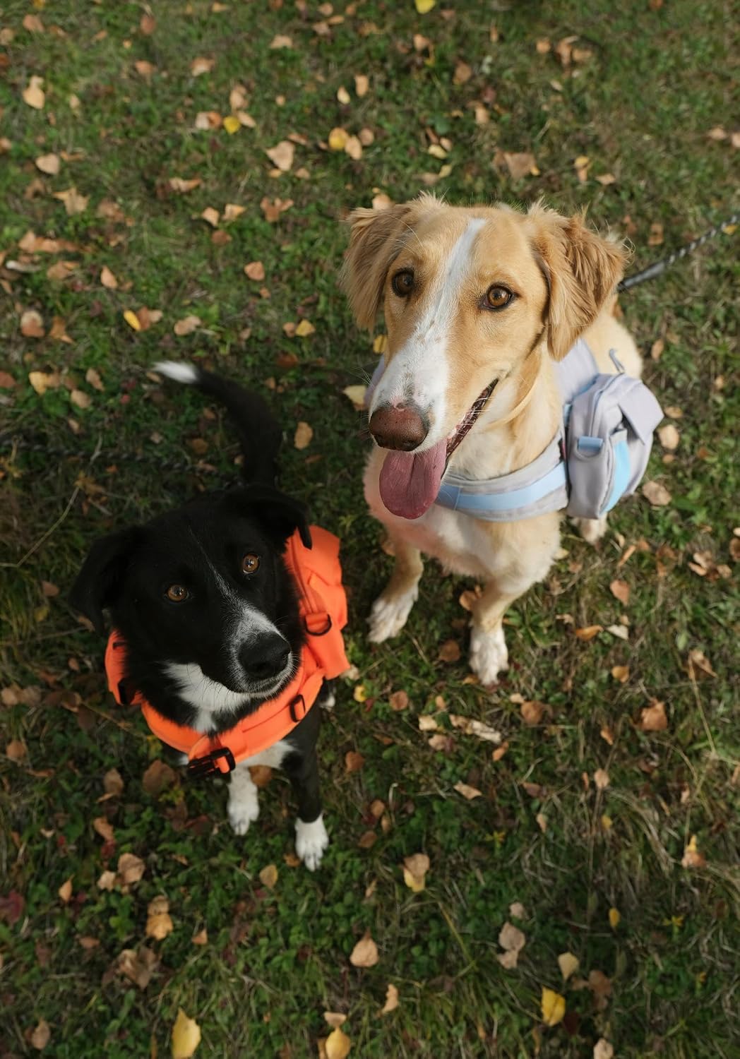 Lynxcore dog hiking gear vest with reinforced handle and leash attachment point