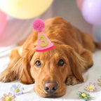Close up of interchangeable glitter numbers for pet birthday hat