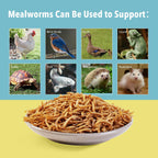 Bulk insect protein package for reptiles and small pets