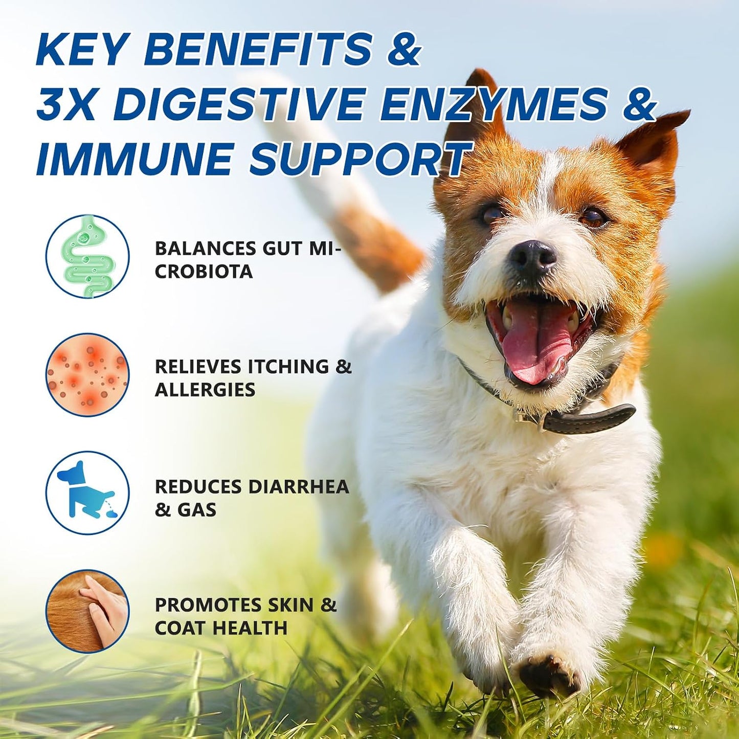 GuruAmi 11 billion CFU probiotics for dogs yeast itch relief