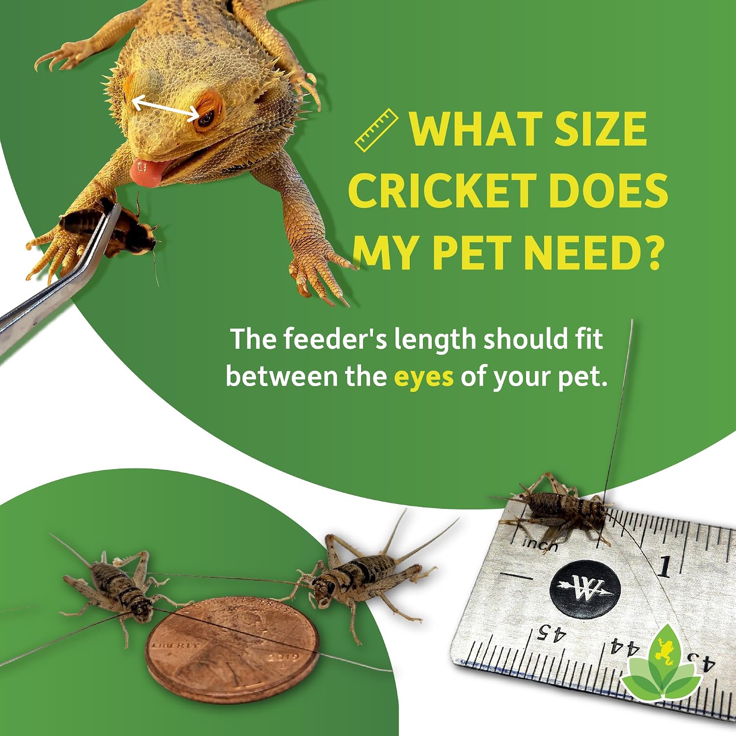 Nutritious bulk feeder insects for juvenile geckos and frogs