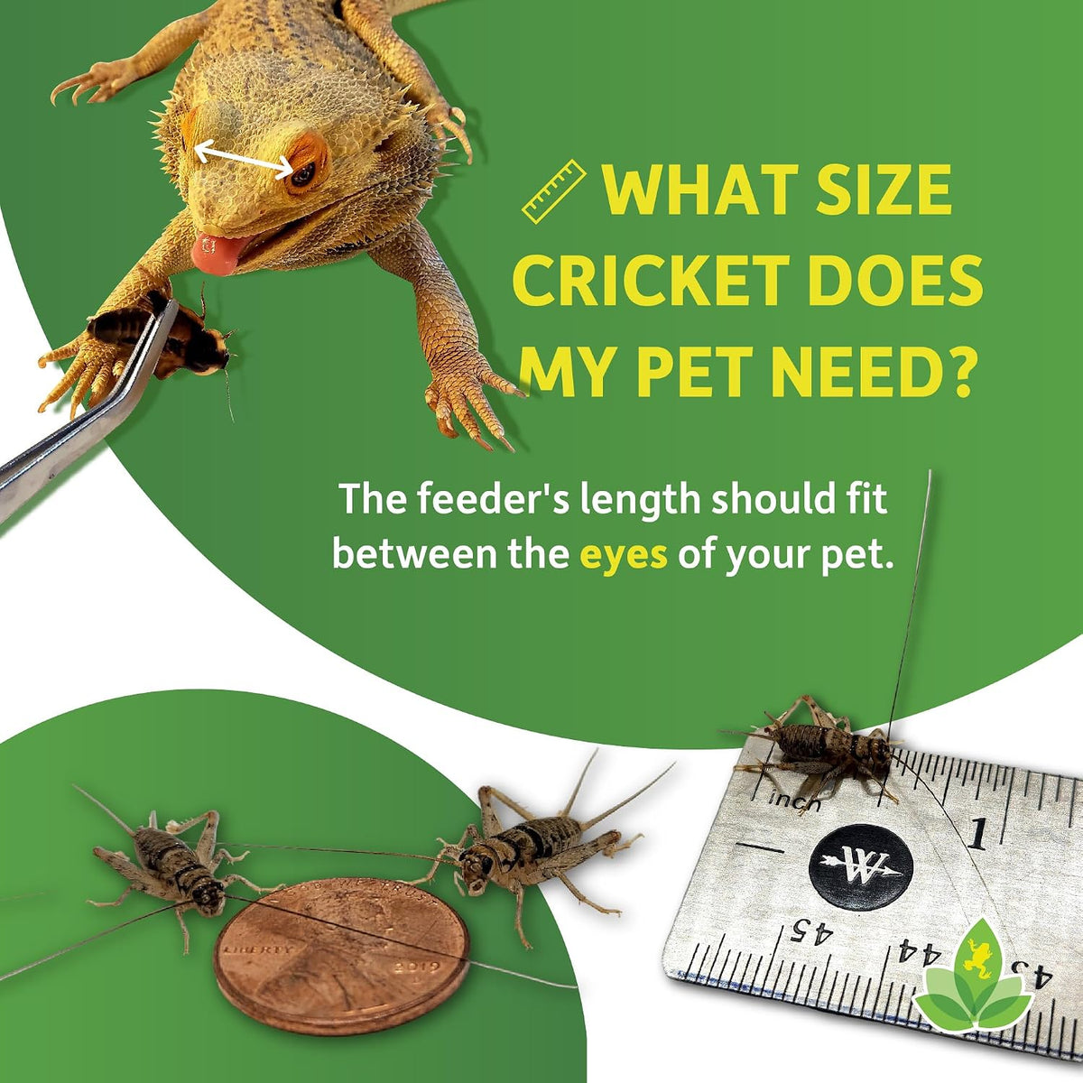 Tropical house cricket anatomy and physical features