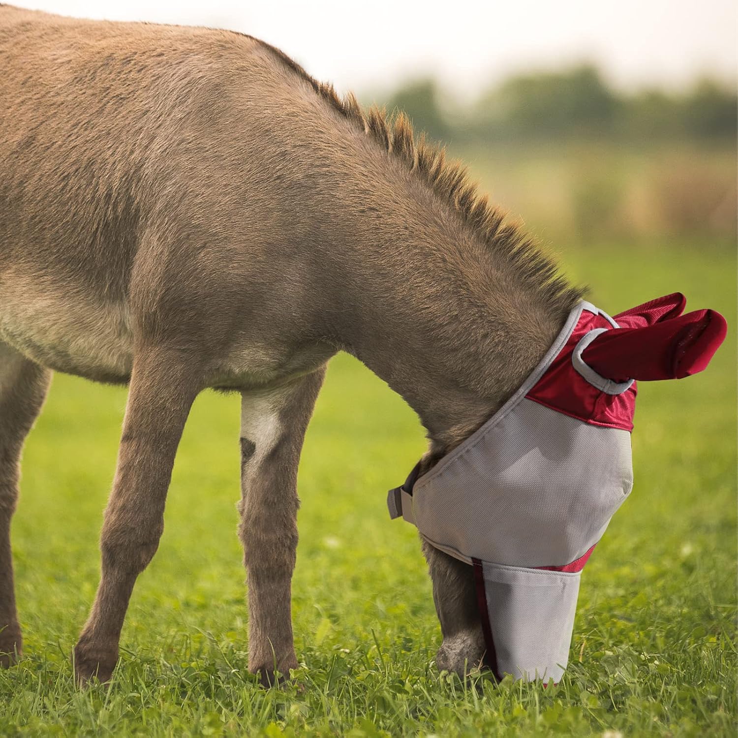 Harrison Howard fly mask showing secure hook and loop fasteners