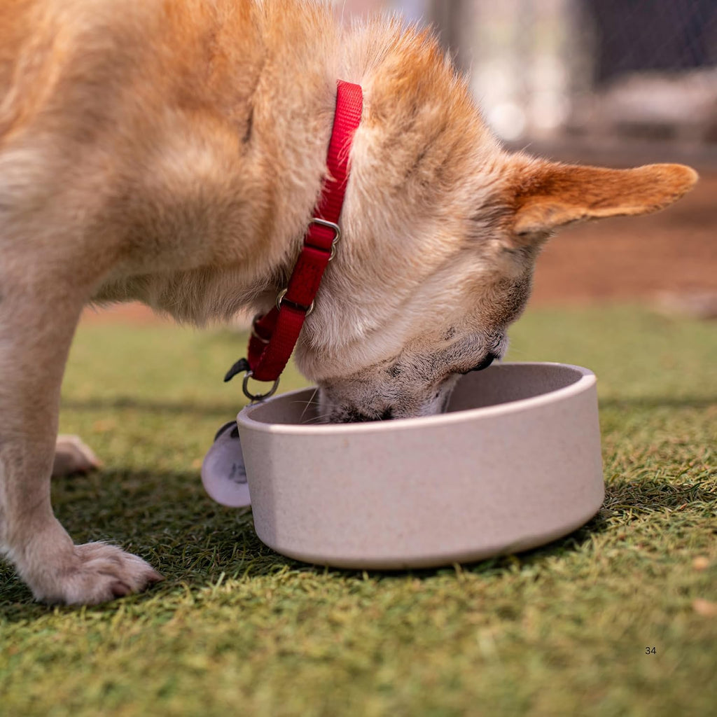 Loving Pets oat-beige pet bowl in a home setting