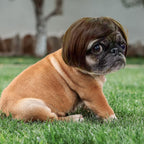 TESSVEYA washable pet holiday wig close up of the hand sewn straight synthetic fibers