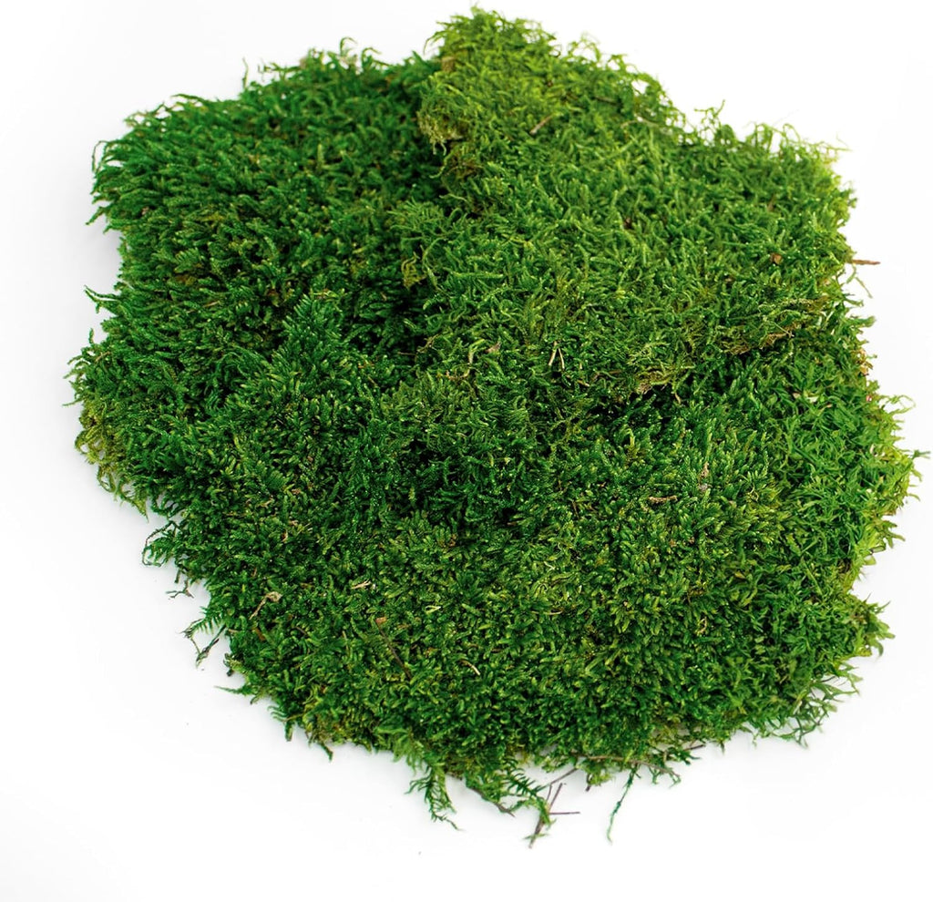 SuperMoss fresh green sheet moss close up texture