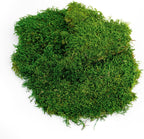 SuperMoss fresh green sheet moss close up texture