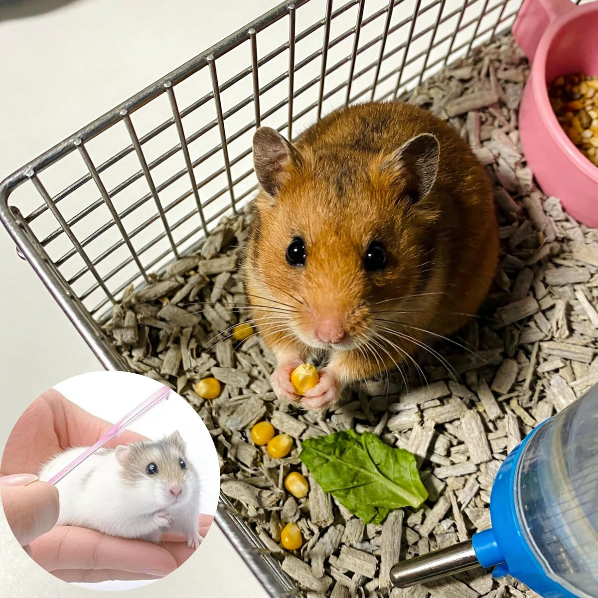 ZCJBCYGG lightweight non scratch pet groomer tool for dwarf hamsters and rabbits.