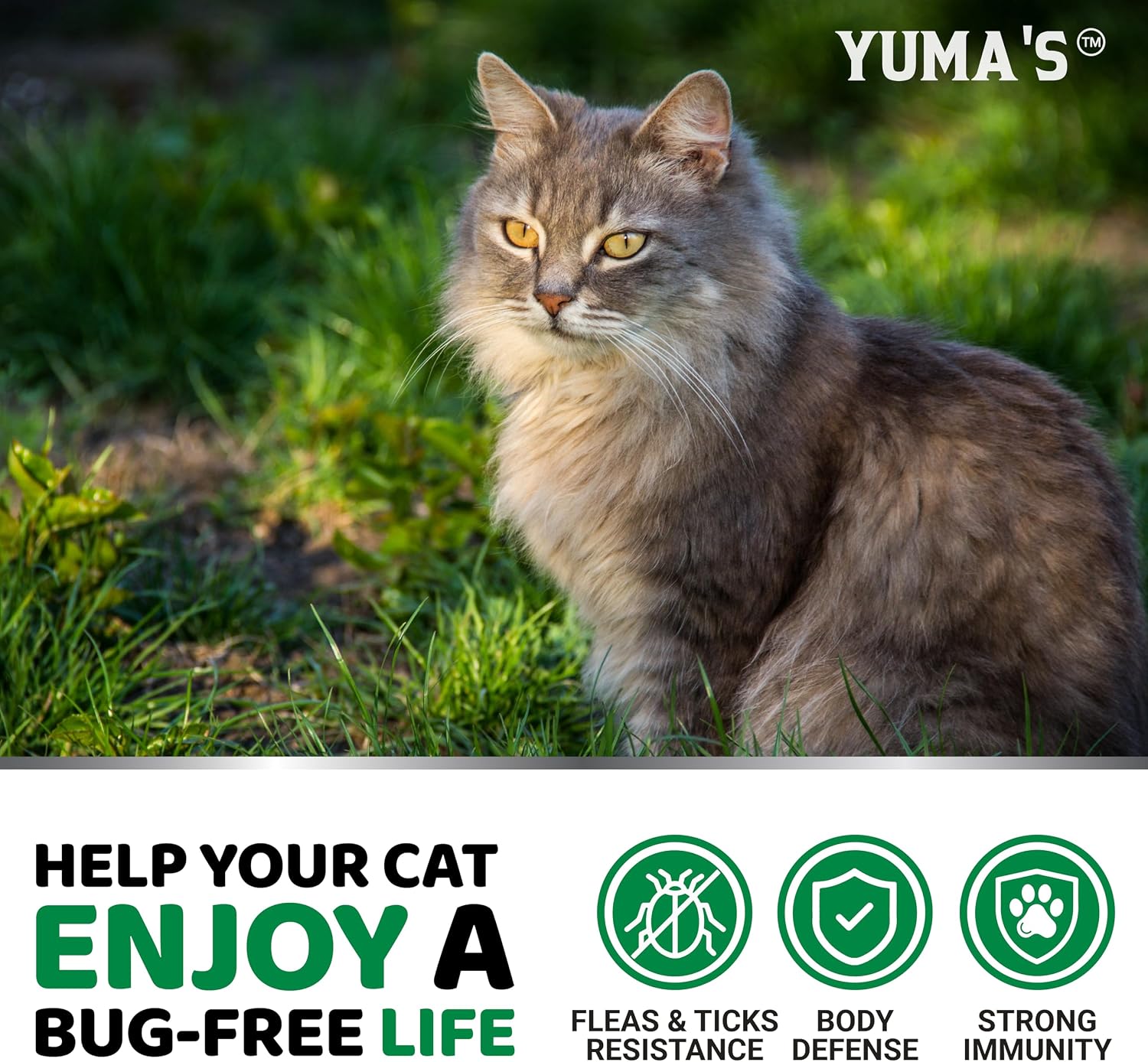 Healthy kitten enjoying a natural oral flea prevention treat from YUMA'S.