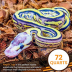 Ball python resting on natural coco substrate