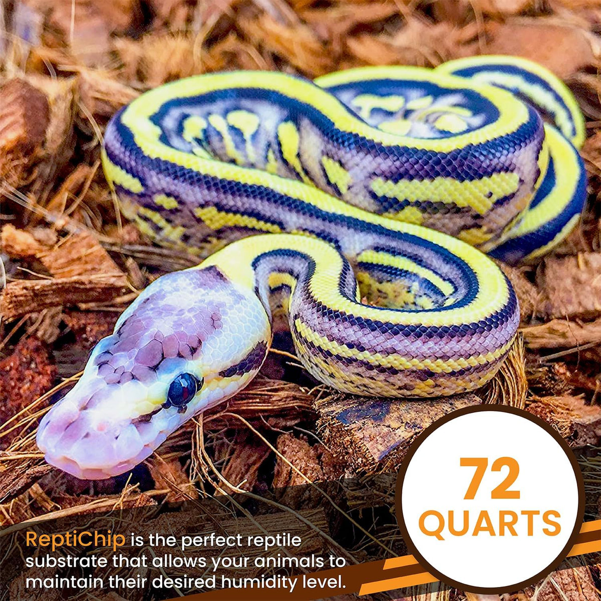 Ball python resting on natural coco substrate