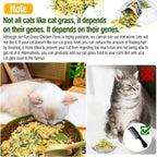 Glopawear premium kitten snacks close up of crunchy texture for feline dental care.