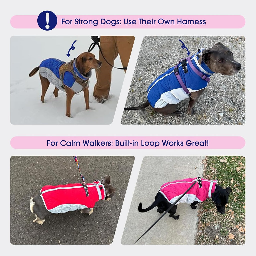Medium dog wearing red Fuamey winter snowsuit outdoors