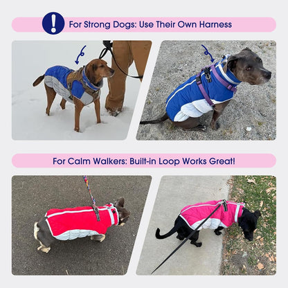 Medium dog wearing red Fuamey winter snowsuit outdoors