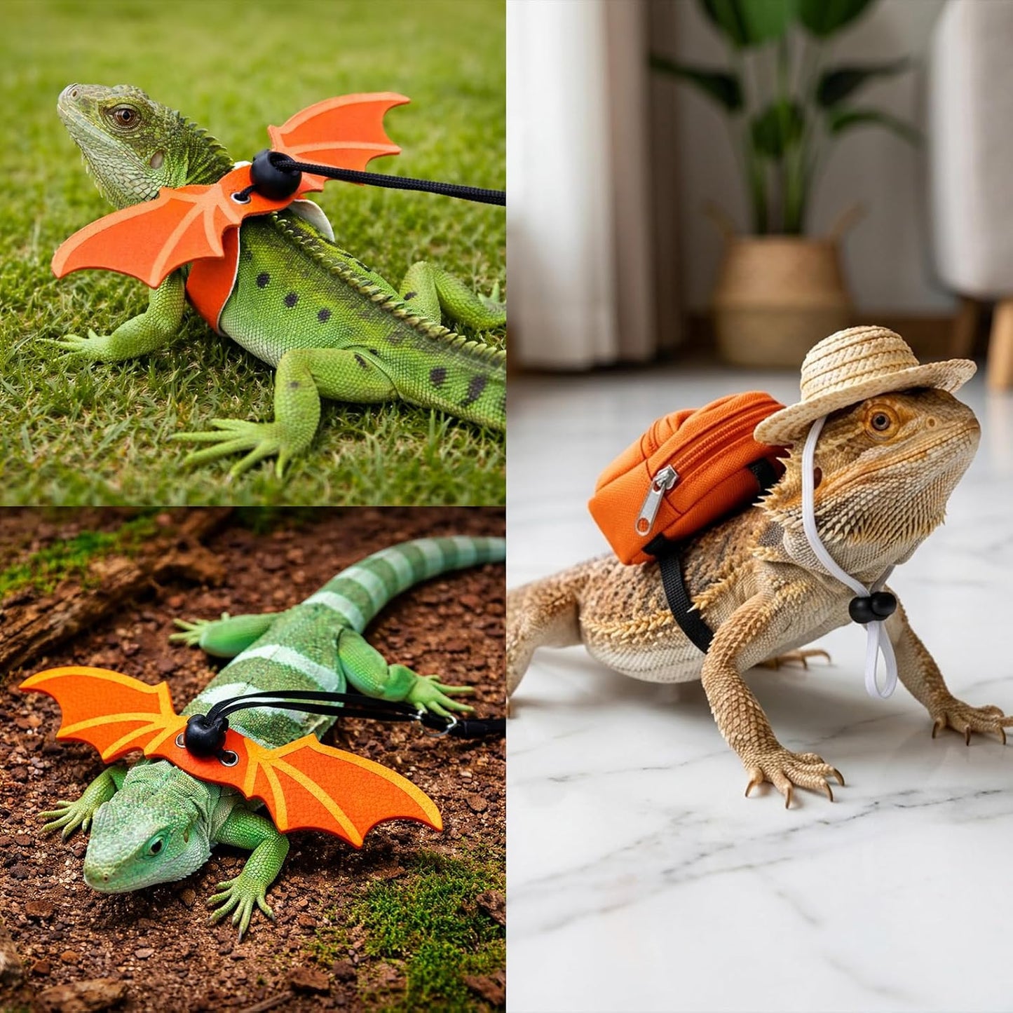 Lizard outdoor walking training leash attached to a secure chest harness.