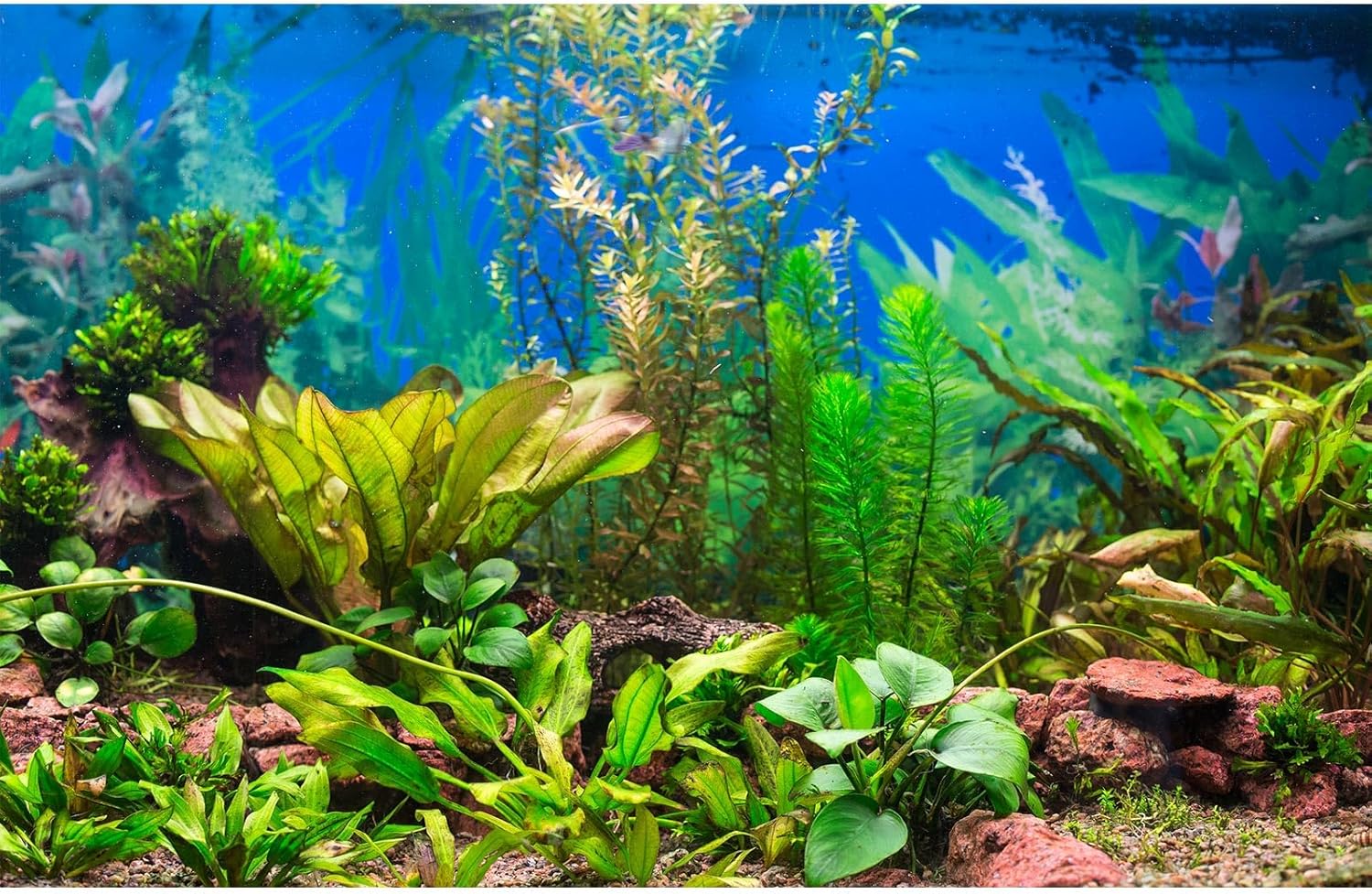 Riivvdise aquarium background front view featuring vivid green aquatic plants for fish tank decoration.