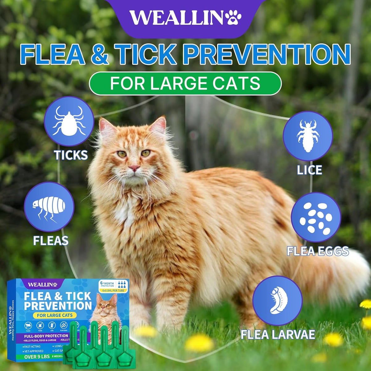 WEALLIN topical cat flea treatment tube application demonstration on a large feline.