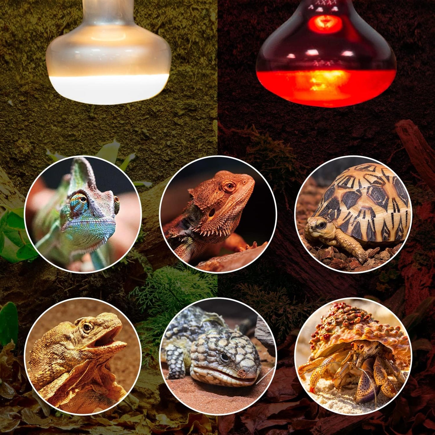 REPTI ZOO 2 Pack 100W Reptile Heat Lamp Bulbs,Upgraded Reptile Day and Night Basking Spot Bulb Combo Amphibian Infrared Heat Lamp Bulb/UVA Basking Spot Daylight Heating Light Bulb - Image 9