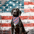 Dog wearing Adoggygo patriotic star and stripe bandana