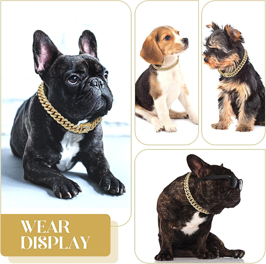 Small dog wearing Tallew gold chain collar