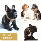 Small dog wearing Tallew gold chain collar