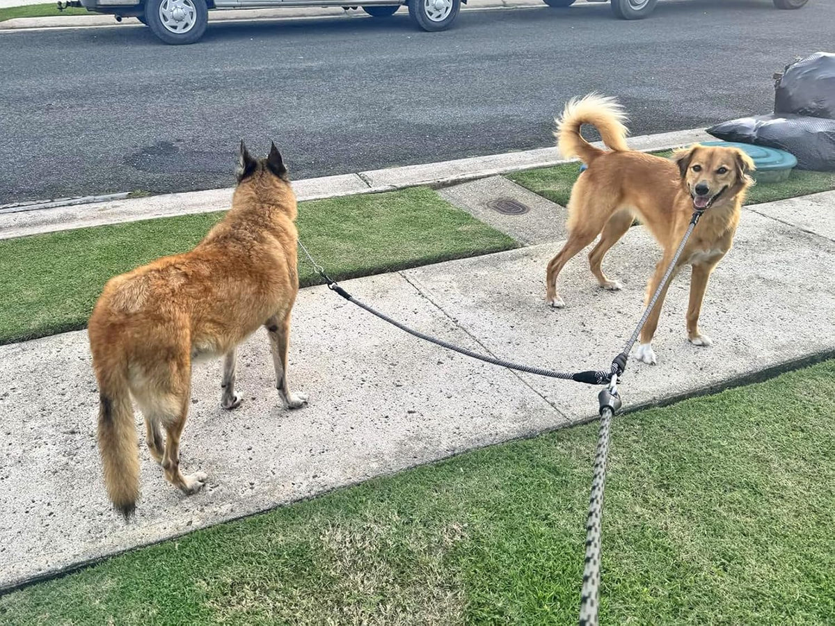 Double dog lead coupler attached to two large dog harnesses