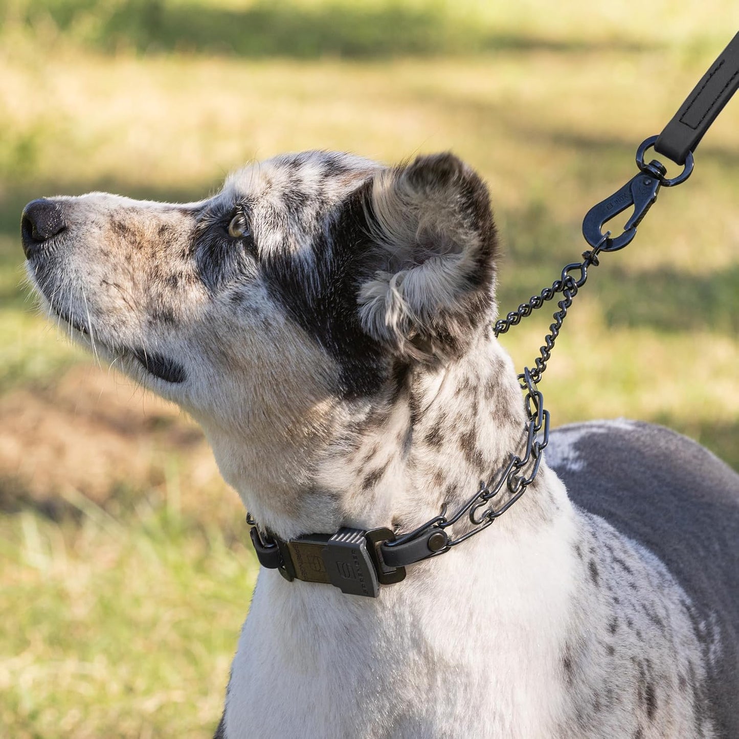 Herm Sprenger heavy duty black stainless steel training collar close up view of the German engineered finish.