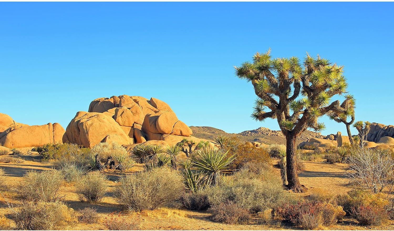 Reptile Habitat Background Sunset Desert Terrarium Background Towering Saguaro Cacti Silhouetted Against Sky Rugged Terrain Vibrant Desert Colors Landscape Tank Backdrop Vinyl 48x18in - Image 14