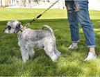 Haapaw escape proof dog collar showing heavy duty hardware and D-ring placement