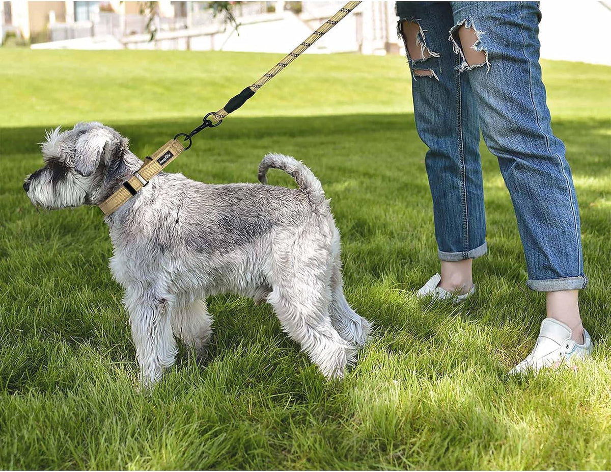 Haapaw escape proof dog collar showing heavy duty hardware and D-ring placement