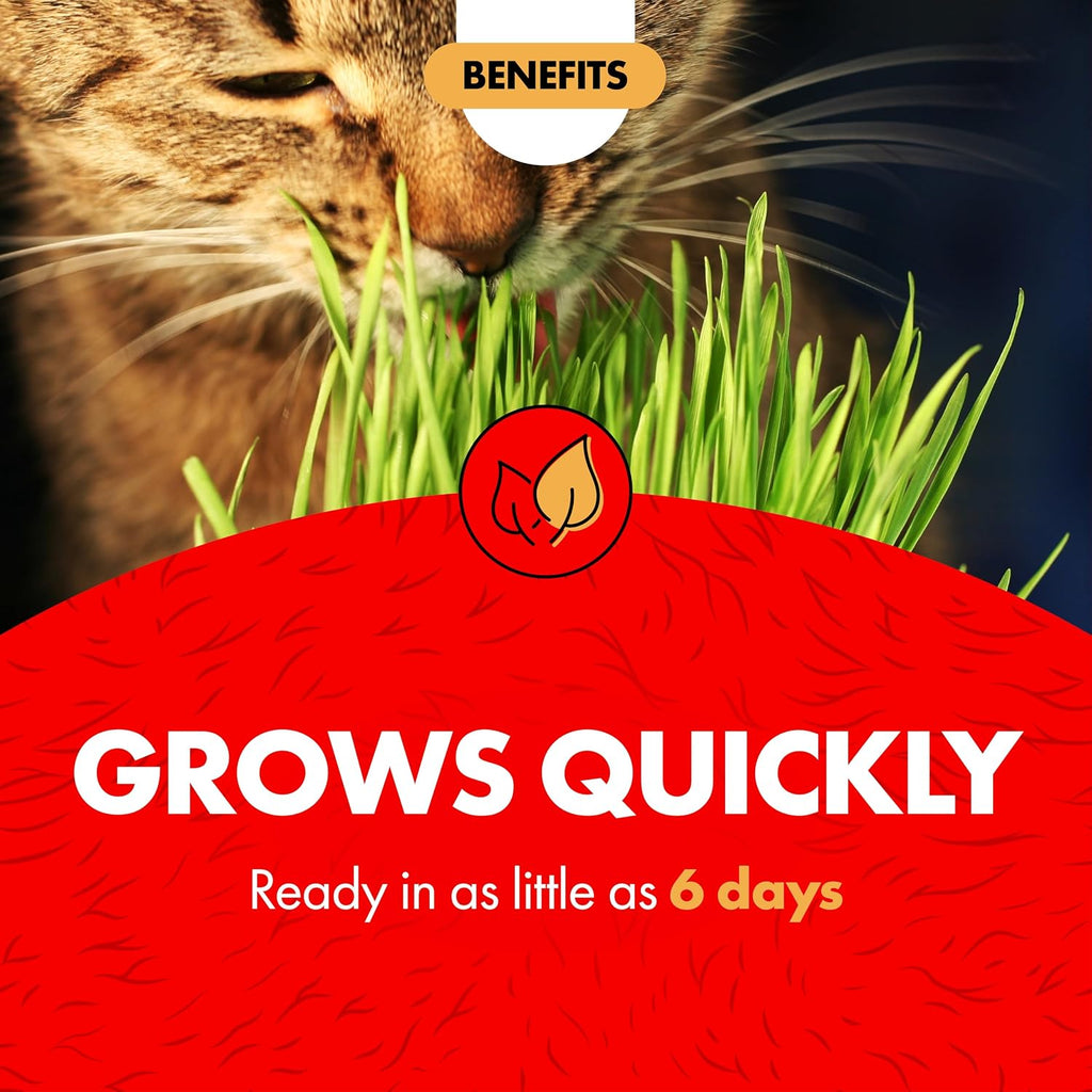 Miracle Care Cat A'bout Cat Grass Kit, 5.25 Ounce - Image 4