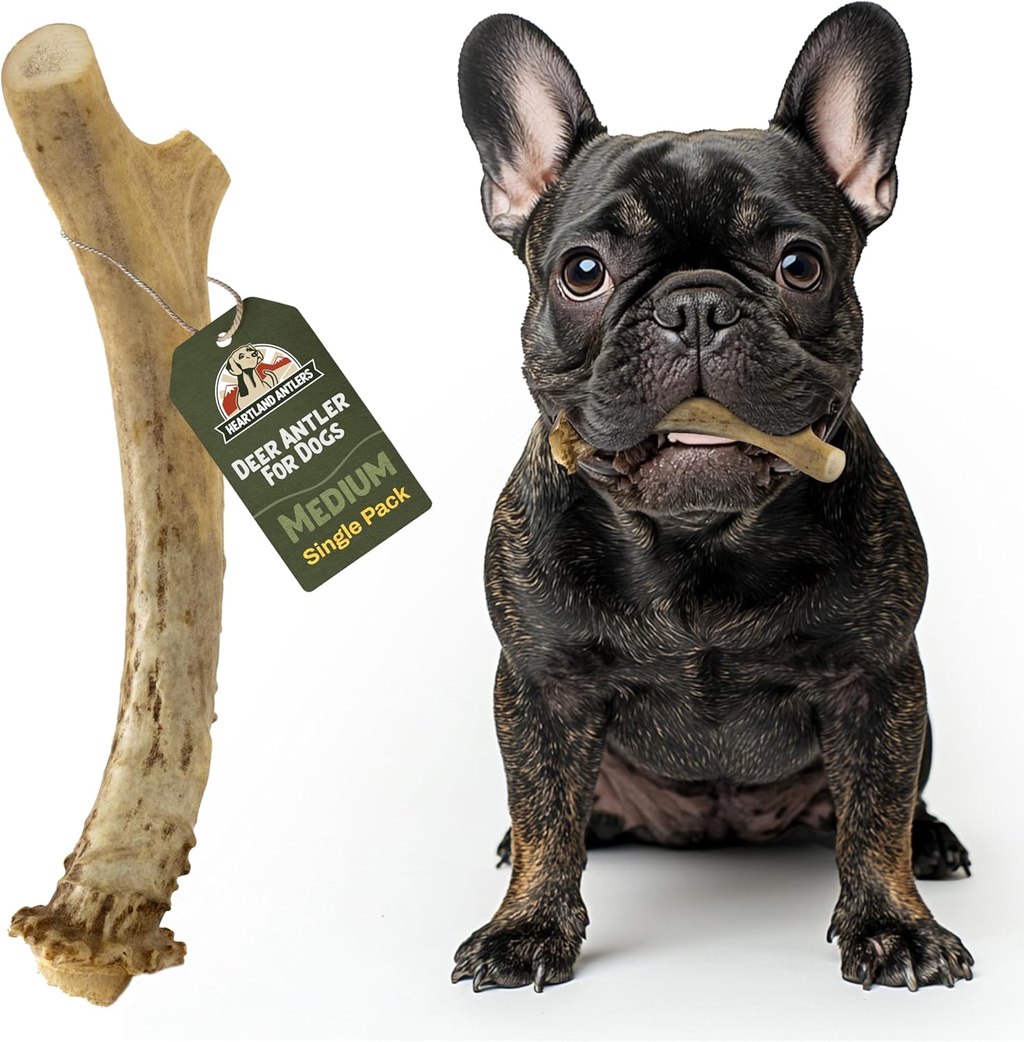 Heartland Antlers Whole Deer Antler for Dogs, Large 6-8 Inch Long Lasting Dog Chew for Aggressive Chewers, Naturally Shed Grade A, USA Sourced, Odor Free, 45-65 lb Breeds, 1-Pack - Image 12