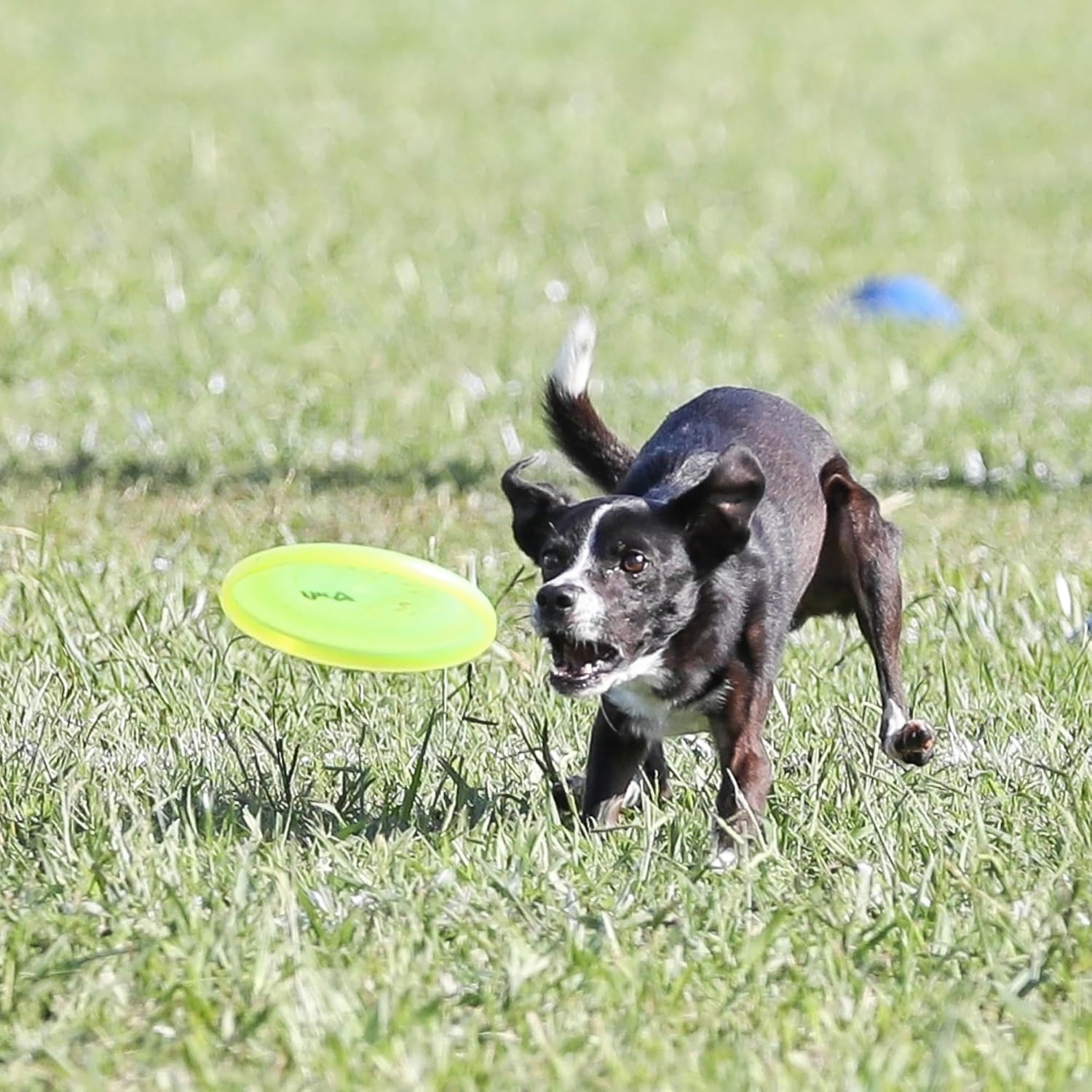 Small dog catching Hyperflite Pup Jawz disc in field
