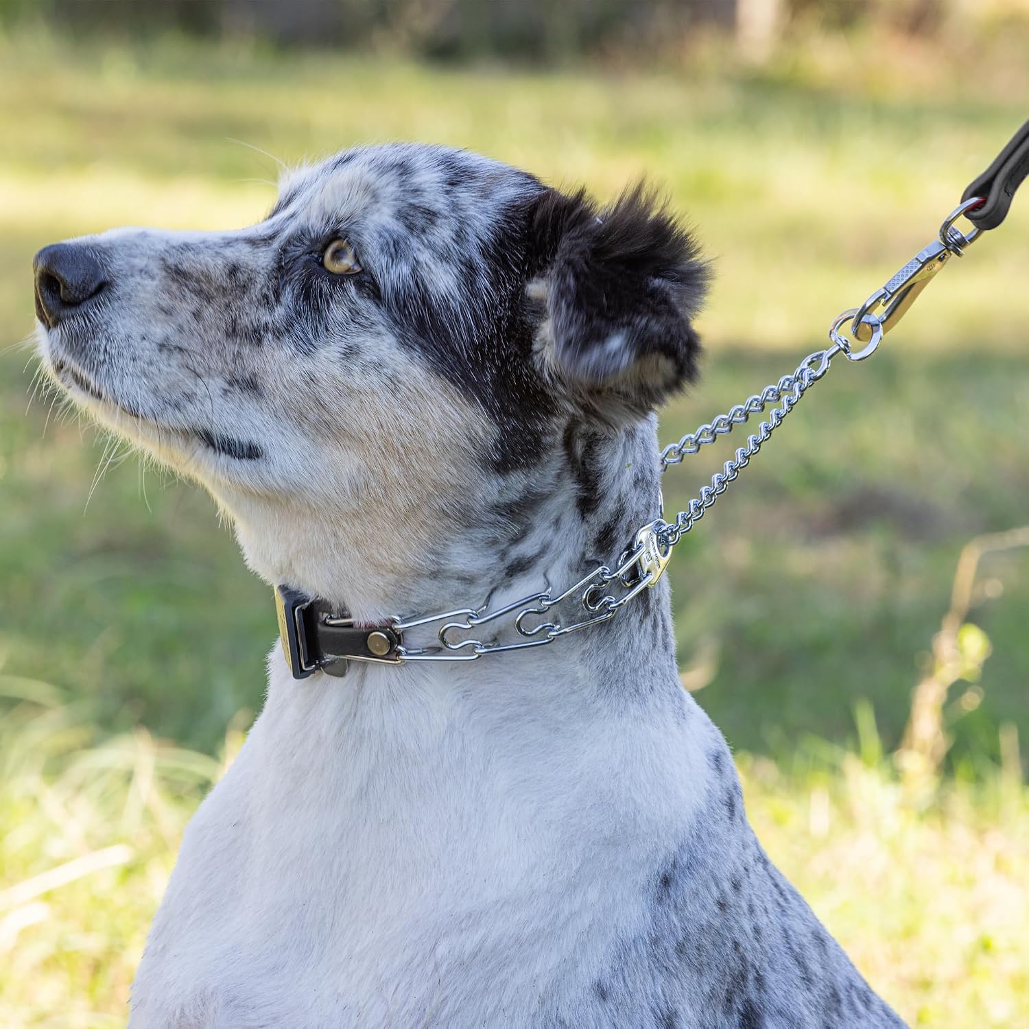 Herm Sprenger professional grade anti pull dog training collar highlighting the center plate configuration.