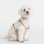 Fei and Eve Moxie harness showing MagEase magnetic buckle system
