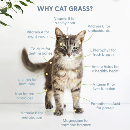 Step by step guide visualization for planting the USA manufactured cat grass seeds.