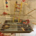 Cockatiel and parakeet friendly stainless steel cage bowls