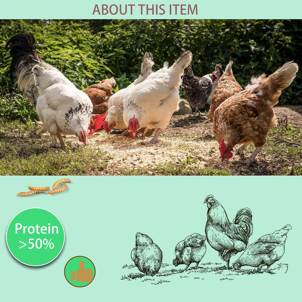 Poultry and backyard chickens feeding naturally on dried mealworms