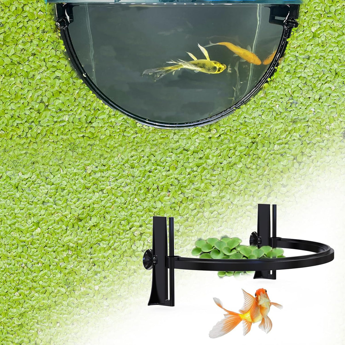 Pryitier aquarium floating plant barrier front view in fish tank