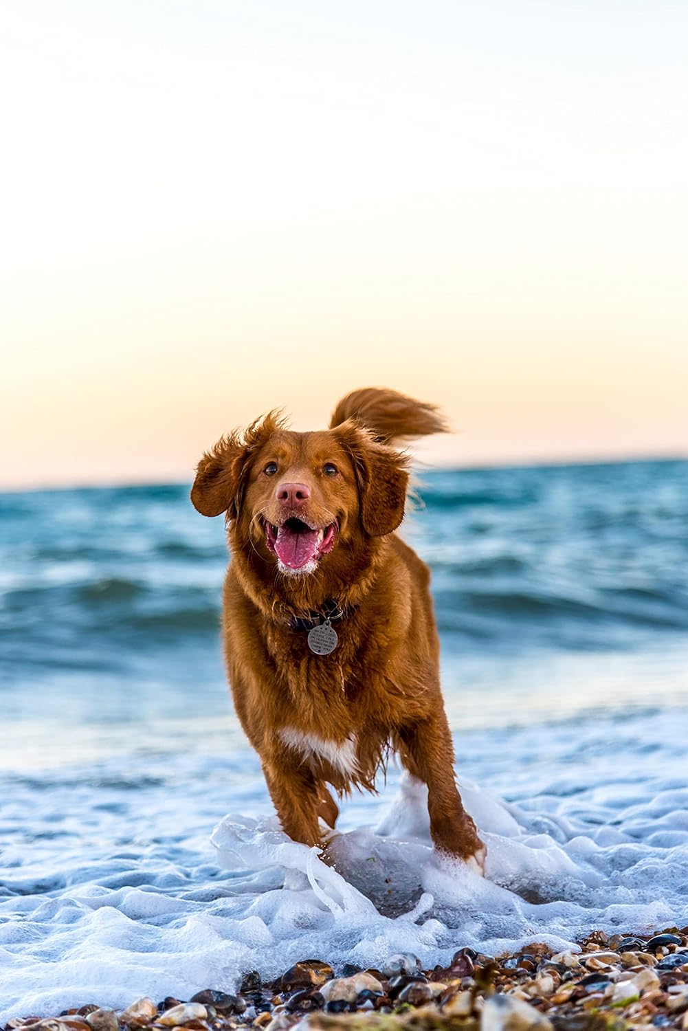 Waterproof flea collar for outdoor dogs by ShengKou