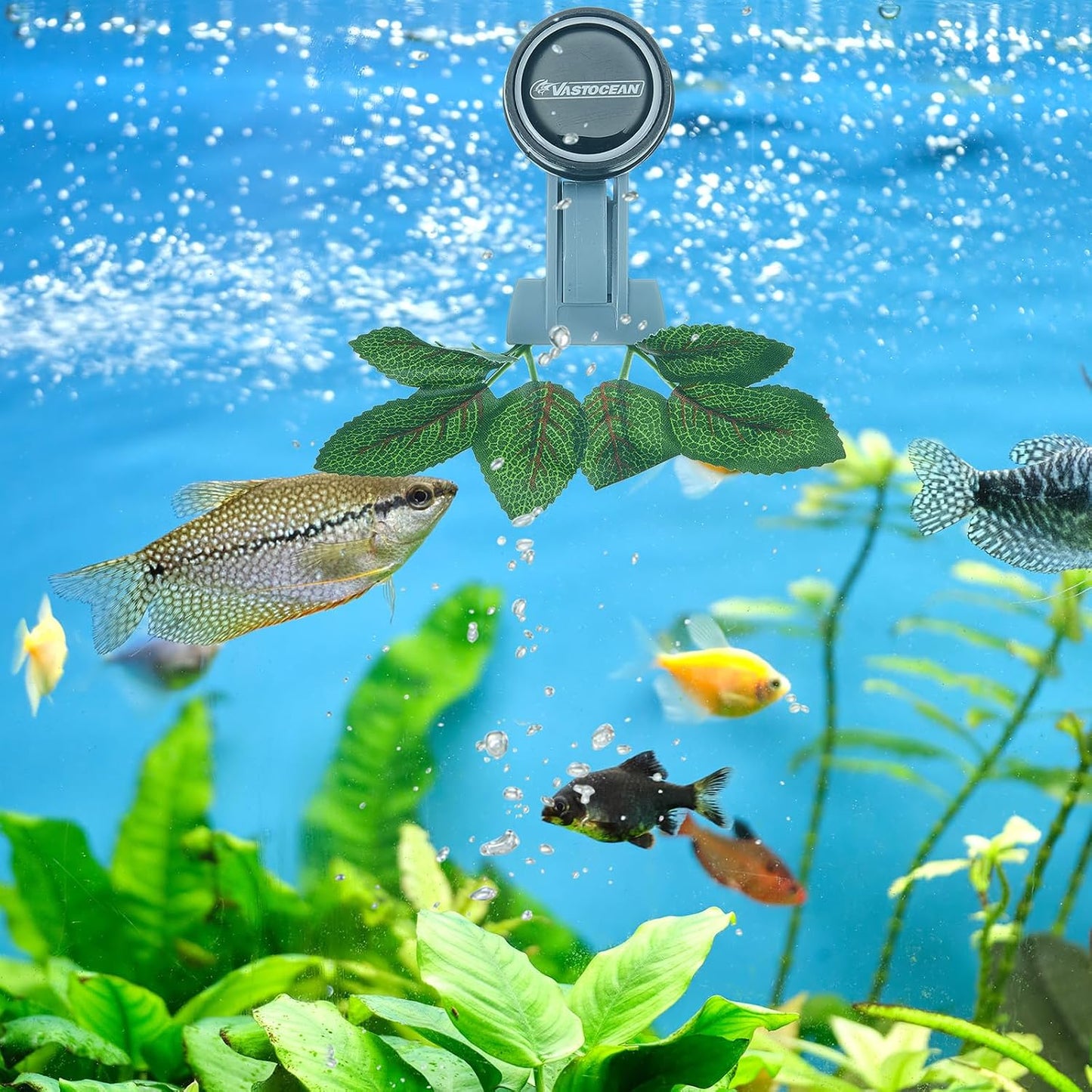Blulu magnetic fish feeder securing seaweed sheet inside marine aquarium