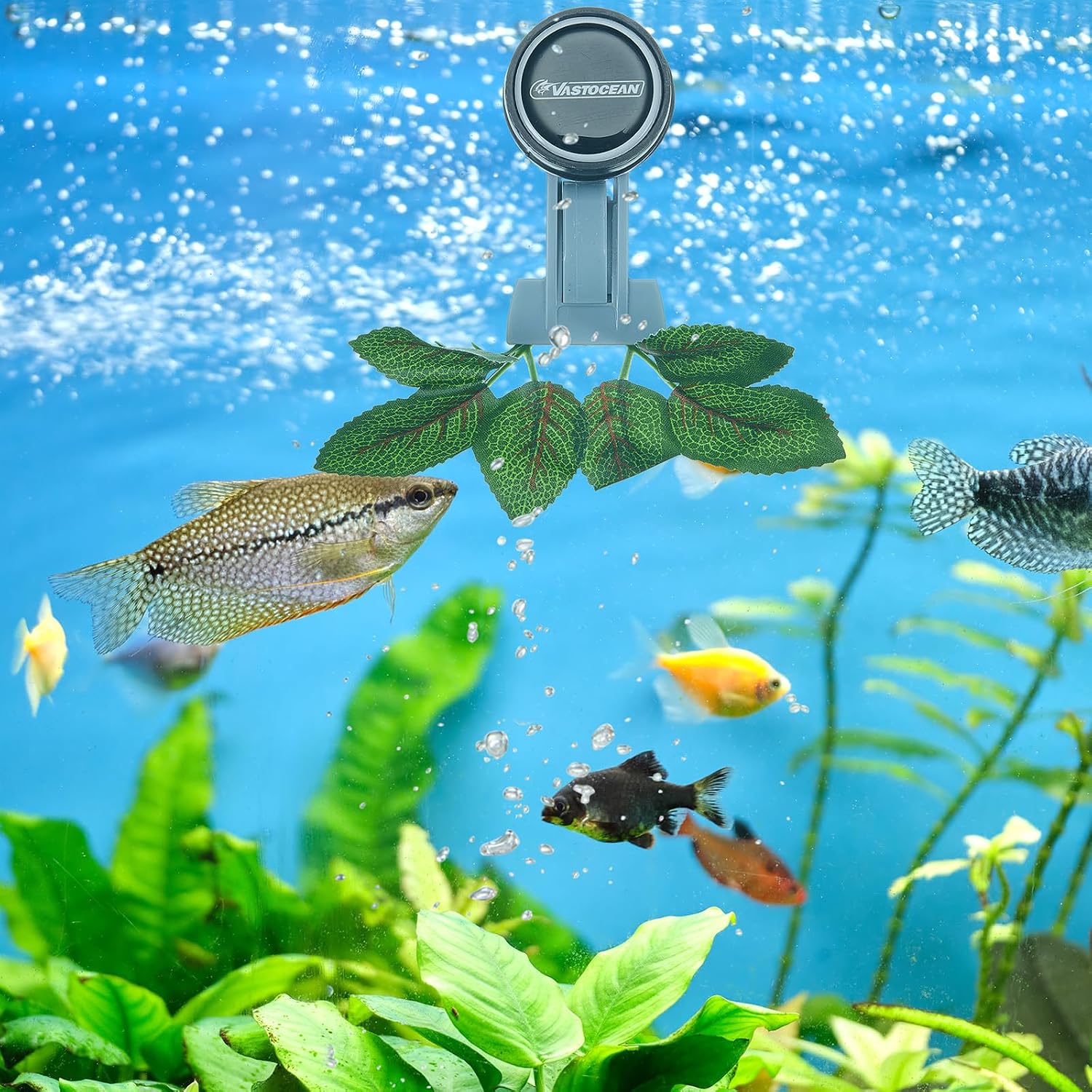 Blulu magnetic fish feeder securing seaweed sheet inside marine aquarium