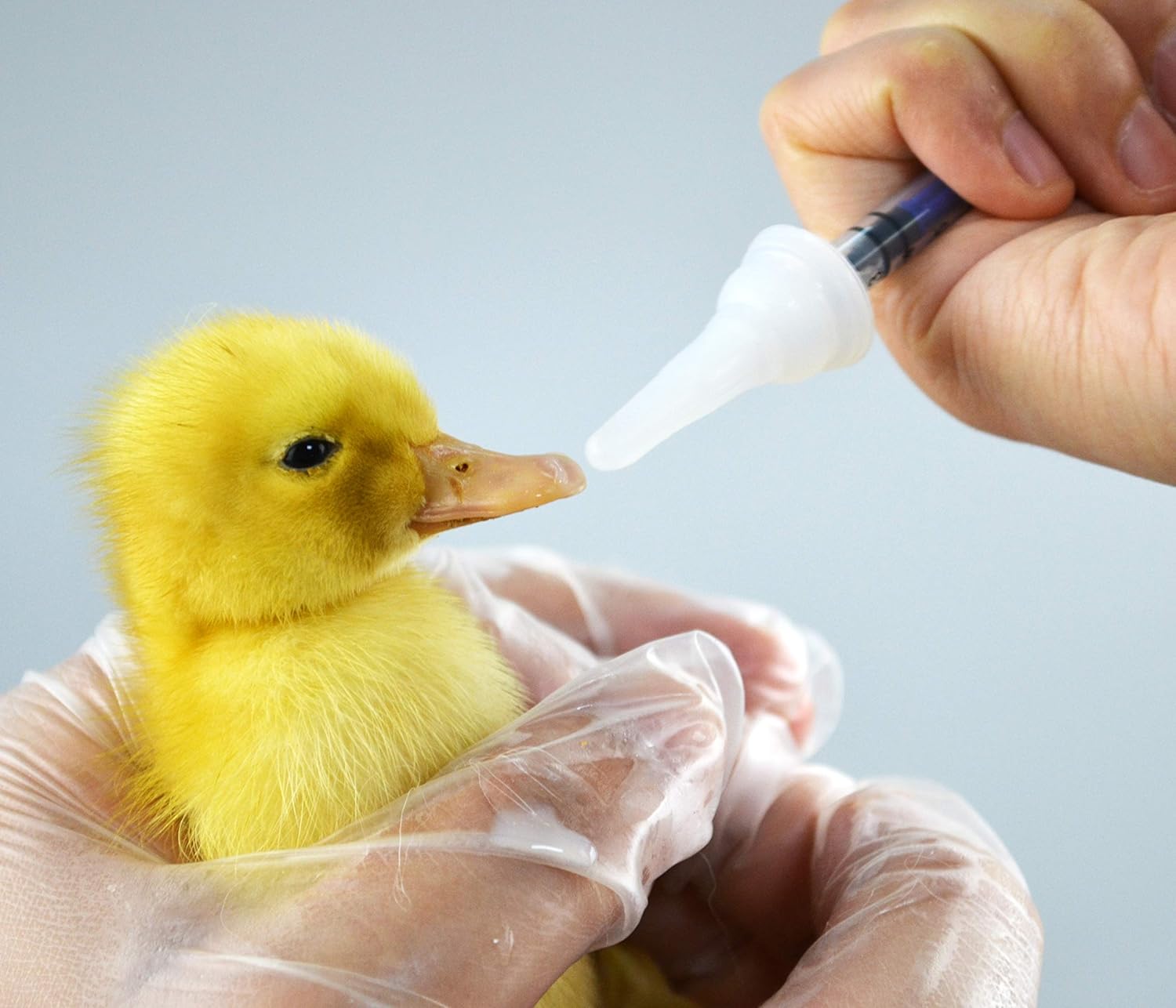 SHAOTONG simulated silicone nipples in multiple sizes for puppy and kitten hand feeding.