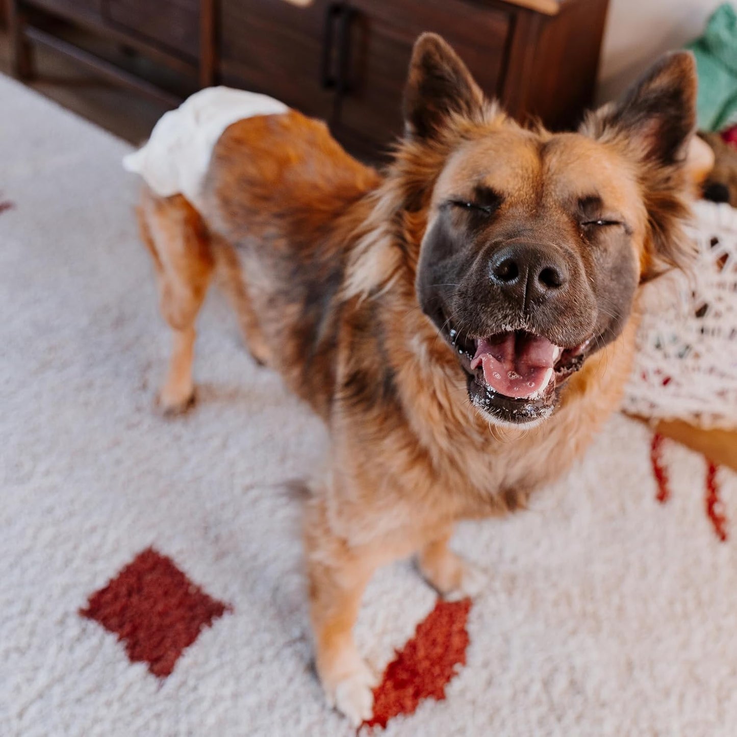 Four Paws absorbent dog training diapers showing the foam fit tail hole feature