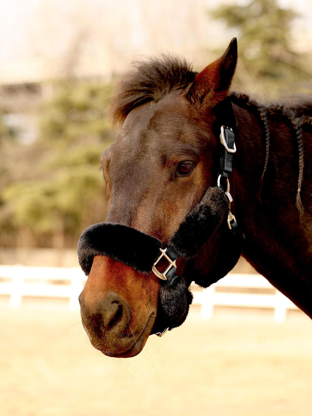 Harrison Howard fleece halter covers front view showing black padded horse halter set.