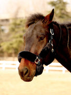 Harrison Howard fleece halter covers front view showing black padded horse halter set.