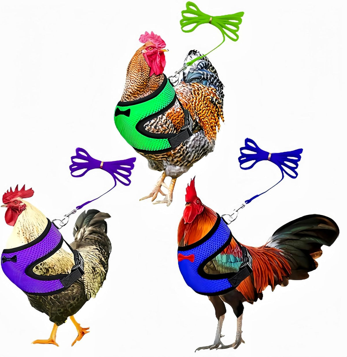 Magnoloran chicken harness and leash set green purple blue front view