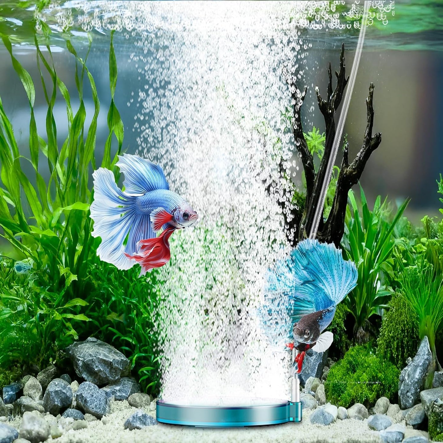 Hygger microbubble stone releasing dense mist aeration in a clear aquarium